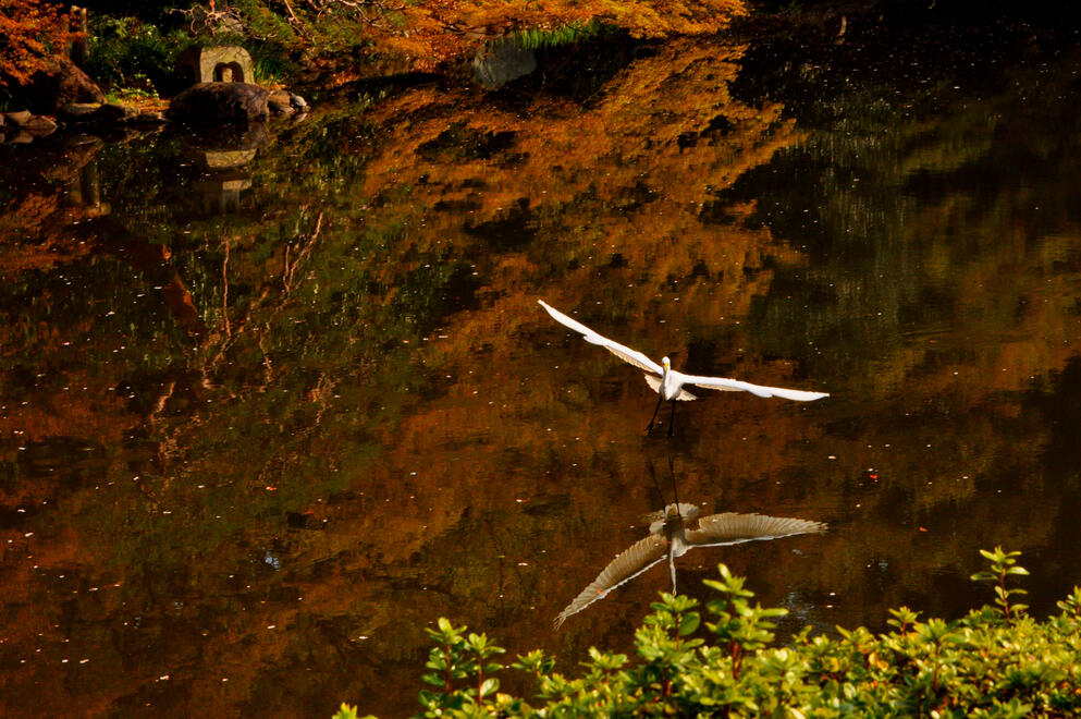 Japan's Shinjuku Gyoen National Garden